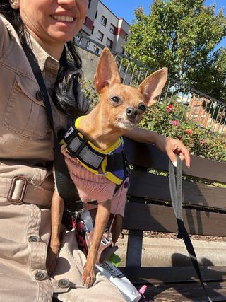 Paseo de perros en Gijón – cuidadora responsable