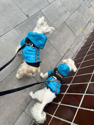Paseo de perros en Gijón – cuidadora responsable