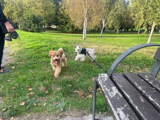 Paseo de perros en Gijón – cuidadora responsable