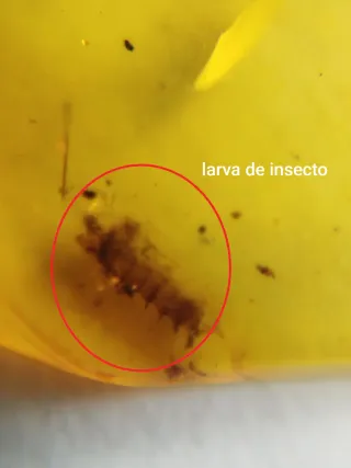 Fósil Ámbar Cretácico con larva de insecto