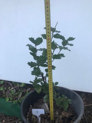 Bonsái Quercus Suber 18