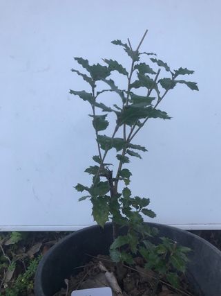 Bonsái Quercus Suber 18