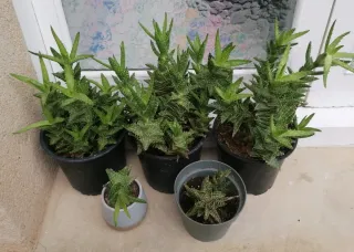 Plantas naturales a 3 i 5 €