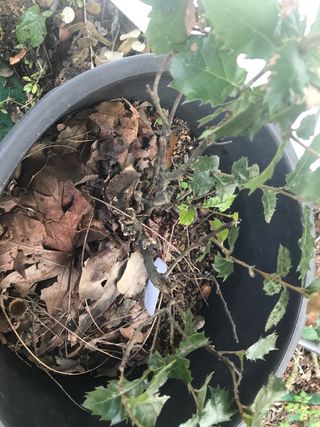 Bonsái de encina número 12