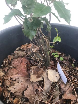 Bonsái de encina número 12