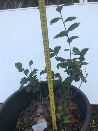 Bonsái de encina número 12