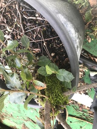 bonsai de alcornoque 11