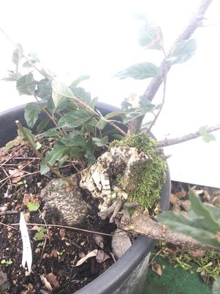 bonsai de alcornoque 11