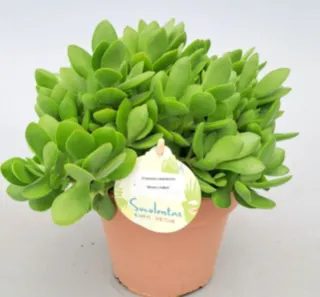 Esqueje Crassula swaziensis Money Maker