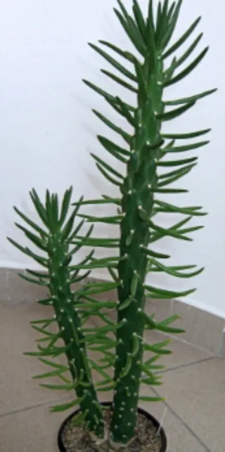 Esquejes Opuntia subulata / Austrocylindropuntia