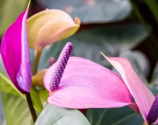 Talea Anthurium Viola