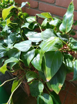 Talea Anthurium Viola