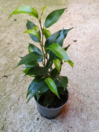 MINI Ficus BENJAMINA Ø6 planta interior TERRARIO