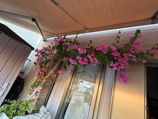 Buganvilla rosa en maceta alta