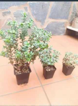 Crassula rupestris plantas suculentas