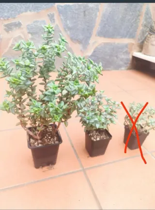 Crassula rupestris plantas suculentas