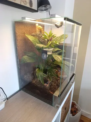 Terrario tropical Bioactivo Plantado de 40x40x70.