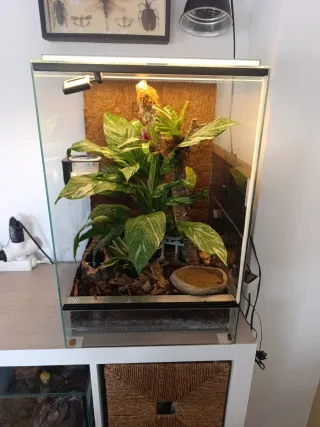 Terrario tropical Bioactivo Plantado de 40x40x70.