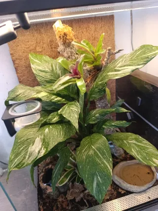 Terrario tropical Bioactivo Plantado de 40x40x70.