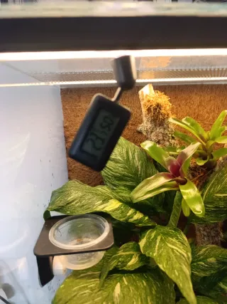 Terrario tropical Bioactivo Plantado de 40x40x70.