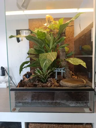 Terrario tropical Bioactivo Plantado de 40x40x70.