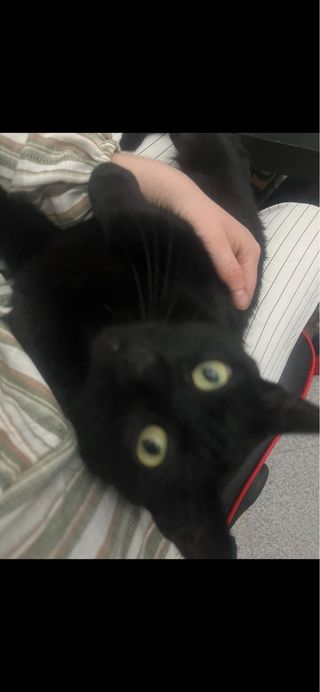 Cuido gatos a domicilio y en mi casa