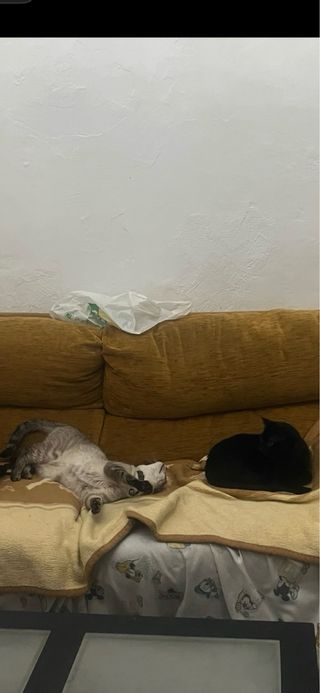 Cuido gatos a domicilio y en mi casa