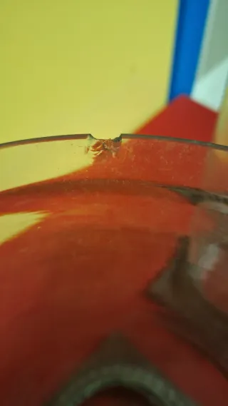 2 Jarrones de Cristal con Base metálica