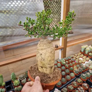 Fockea edulis Gigante