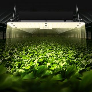 Luz de Cultivo LED, 150W Espectro Completo Regulable, Lámpara de Crecimiento de Diodos Samsung 2B1B para Plantas de Interior, Plántula, Vegetación y Floración en Invernadero, Control en Cadena par...
