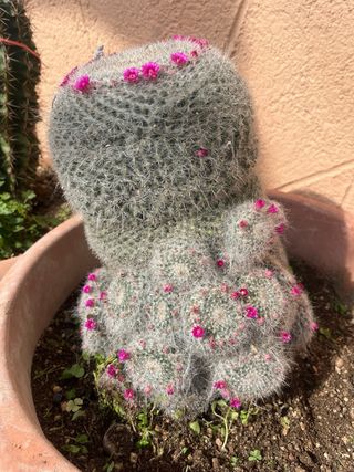 Cactus Mammillaria en floració