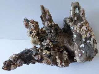 Madera natural de deriva, decoración y acuarios.