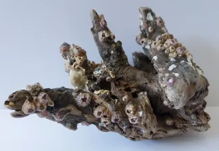 Madera natural de deriva, decoración y acuarios.