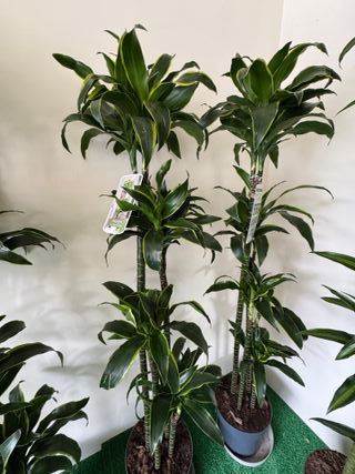 Planta Drácena Natural