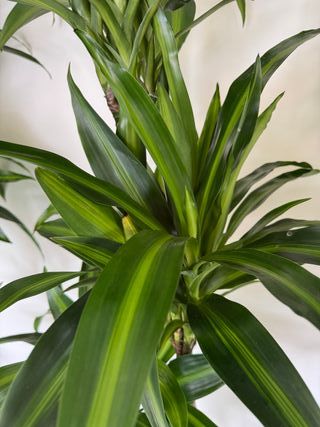 Planta Drácena Natural