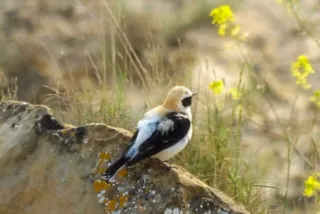 Cámara Kodak Pixpro AZ528 muy cuidada