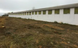 Granja Cerdos Engorde