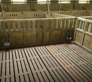 Granja Cerdos Engorde