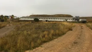 Granja Cerdos Engorde