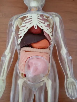 Muñeco Anatomía Humana Mujer Serima