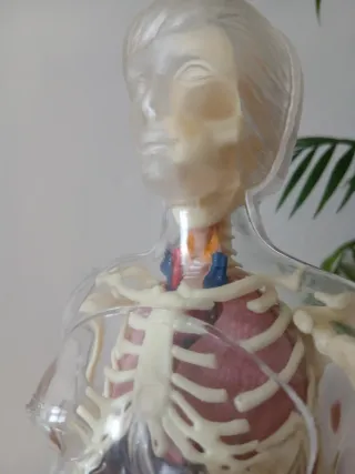 Muñeco Anatomía Humana Mujer Serima