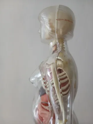 Muñeco Anatomía Humana Mujer Serima