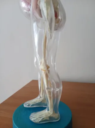 Muñeco Anatomía Humana Mujer Serima