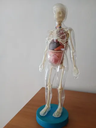 Muñeco Anatomía Humana Mujer Serima