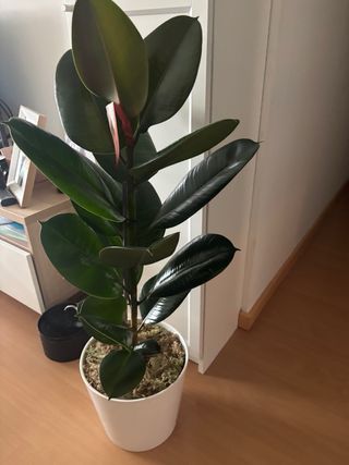 Planta Ficus Elastica