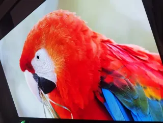 TELE LG OLED EVO 65C4