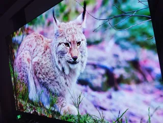 TELE LG OLED EVO 65C4