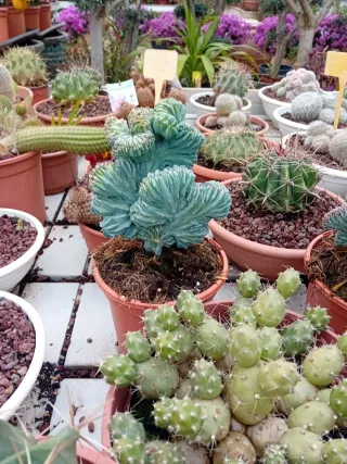 Cactus en maceta