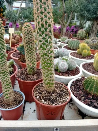 Cactus en maceta