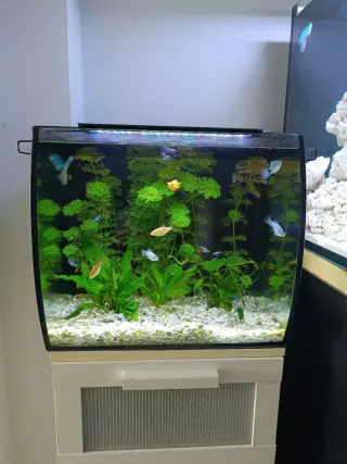 Acuario 40x40 con filtro y calentador